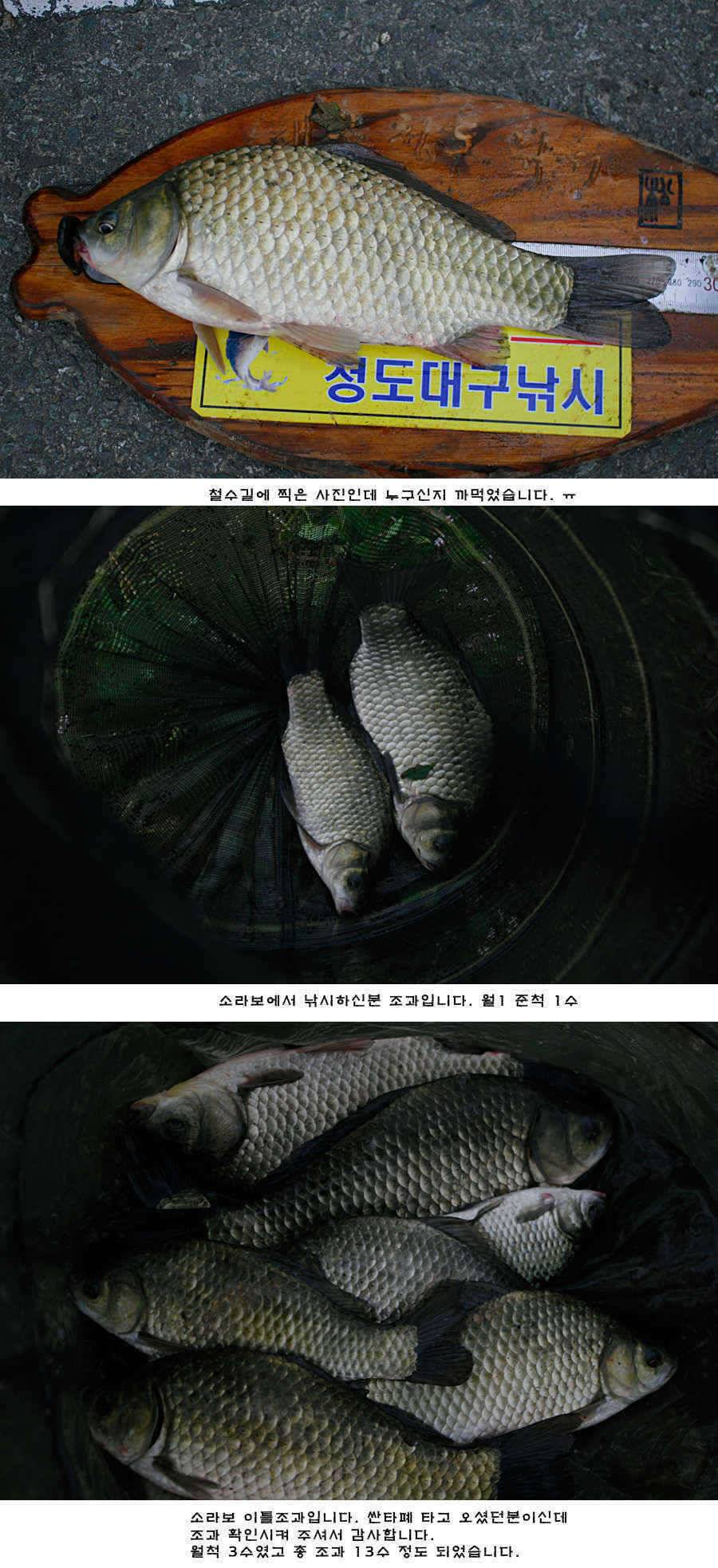 청도권 청도천 여전히 빵빵 터집니다 (조황조행기 - 특파원조황)