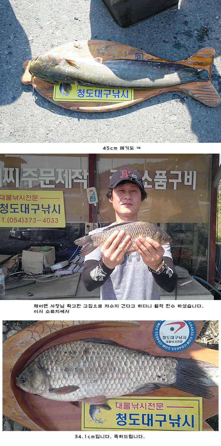 청도권 청도천 여전히 빵빵 터집니다 (조황조행기 - 특파원조황)