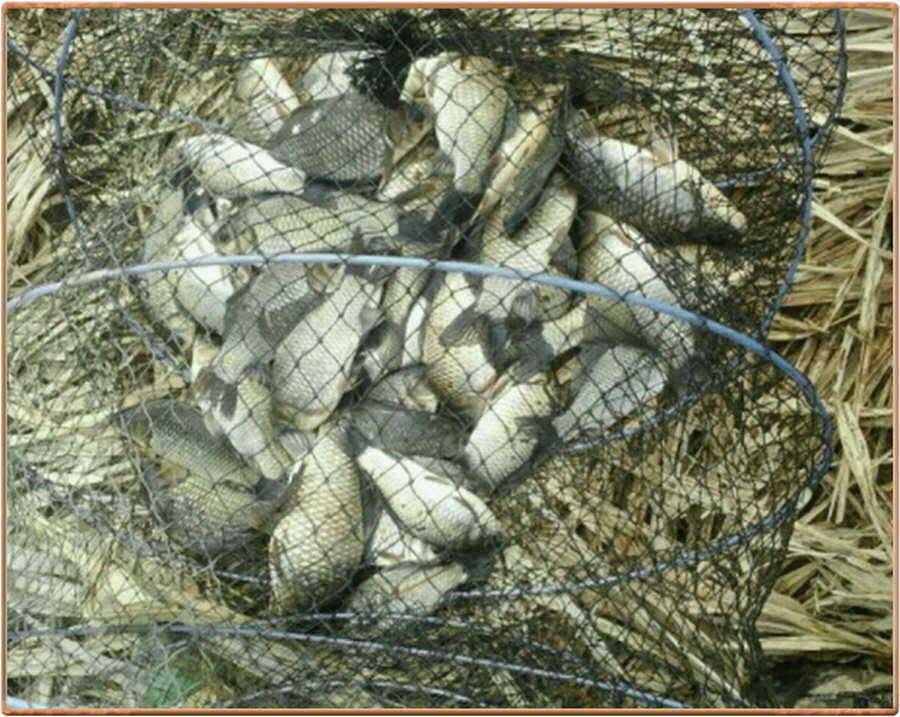 진위천 조황 소식 (조황조행기 - 특파원조황)