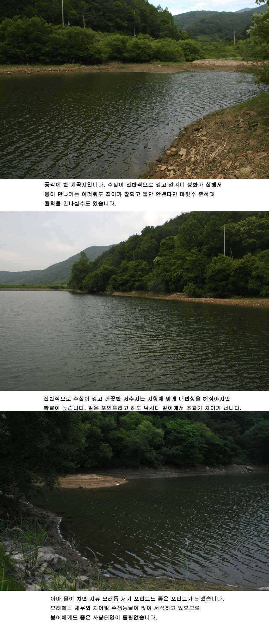 청도권 주중조황 42cm 51cm (조황조행기 - 특파원조황)