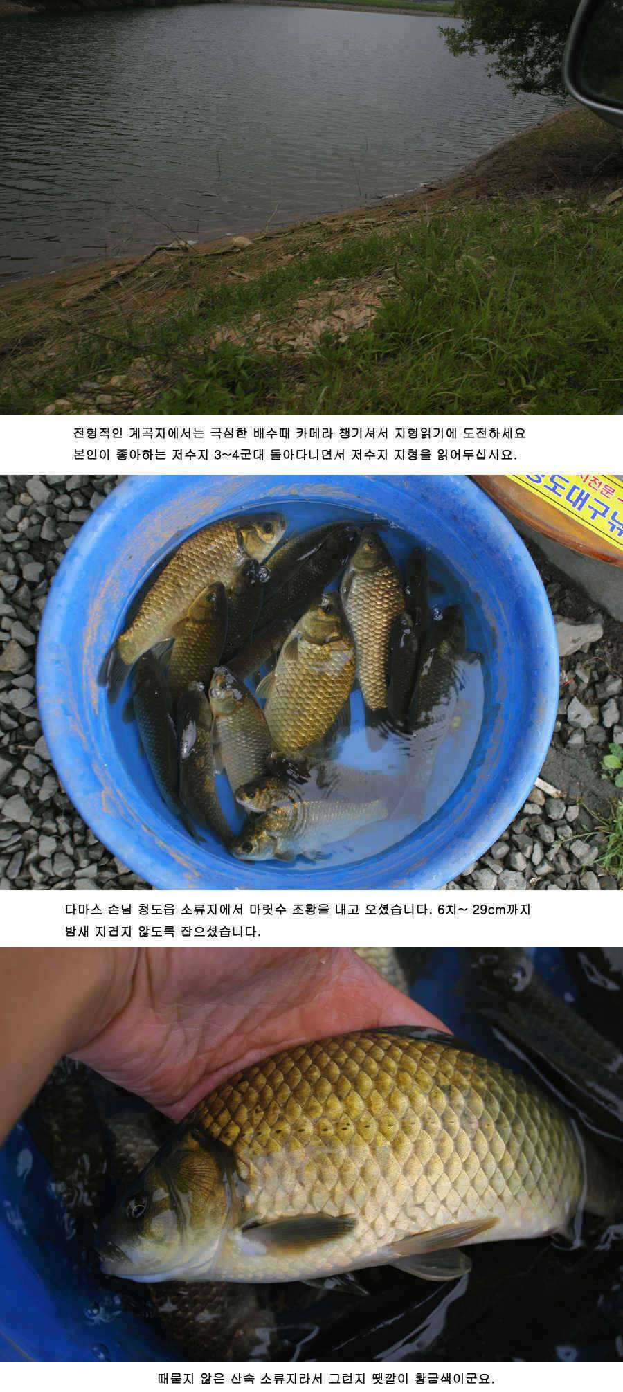 청도권 주중조황 42cm 51cm (조황조행기 - 특파원조황)