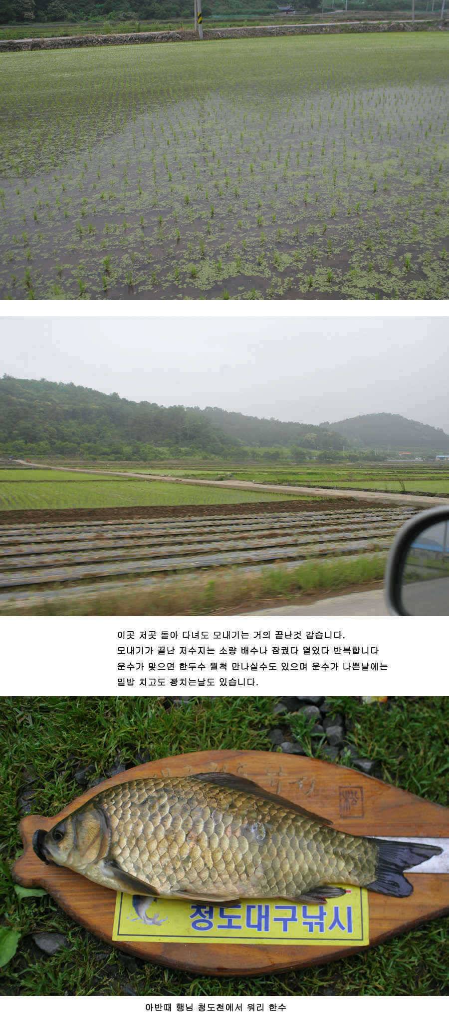 청도권 주중조황 42cm 51cm (조황조행기 - 특파원조황)
