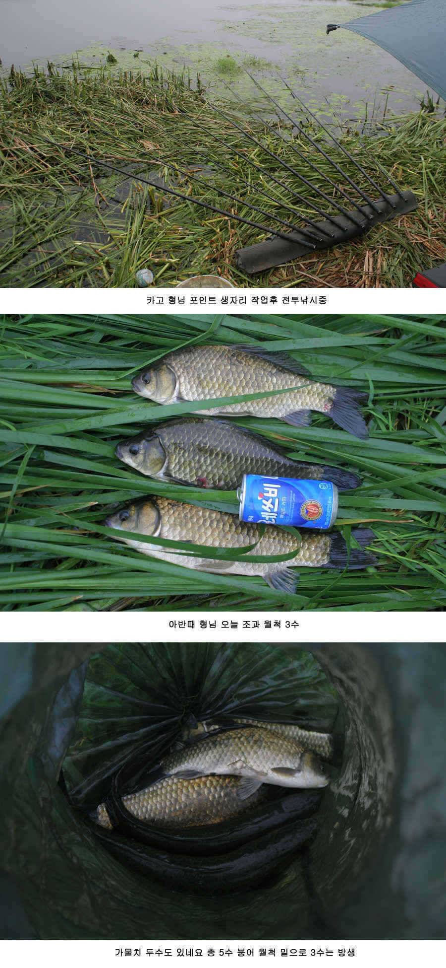 청도권 주중조황 42cm 51cm (조황조행기 - 특파원조황)