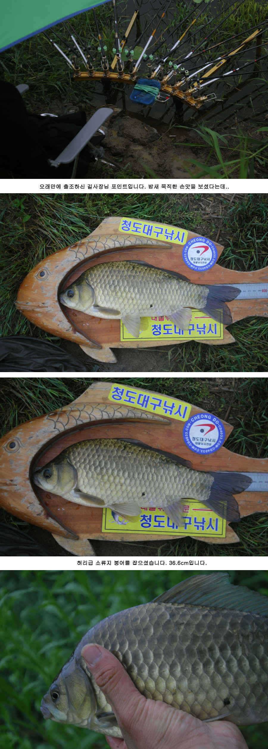 청도권 주중 조황 대박 (조황조행기 - 특파원조황)