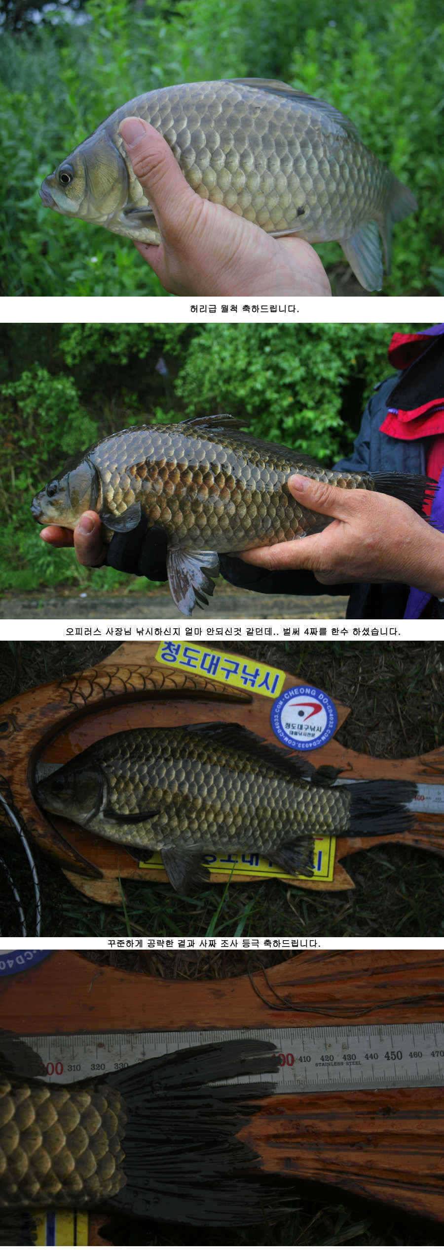 청도권 주중 조황 대박 (조황조행기 - 특파원조황)