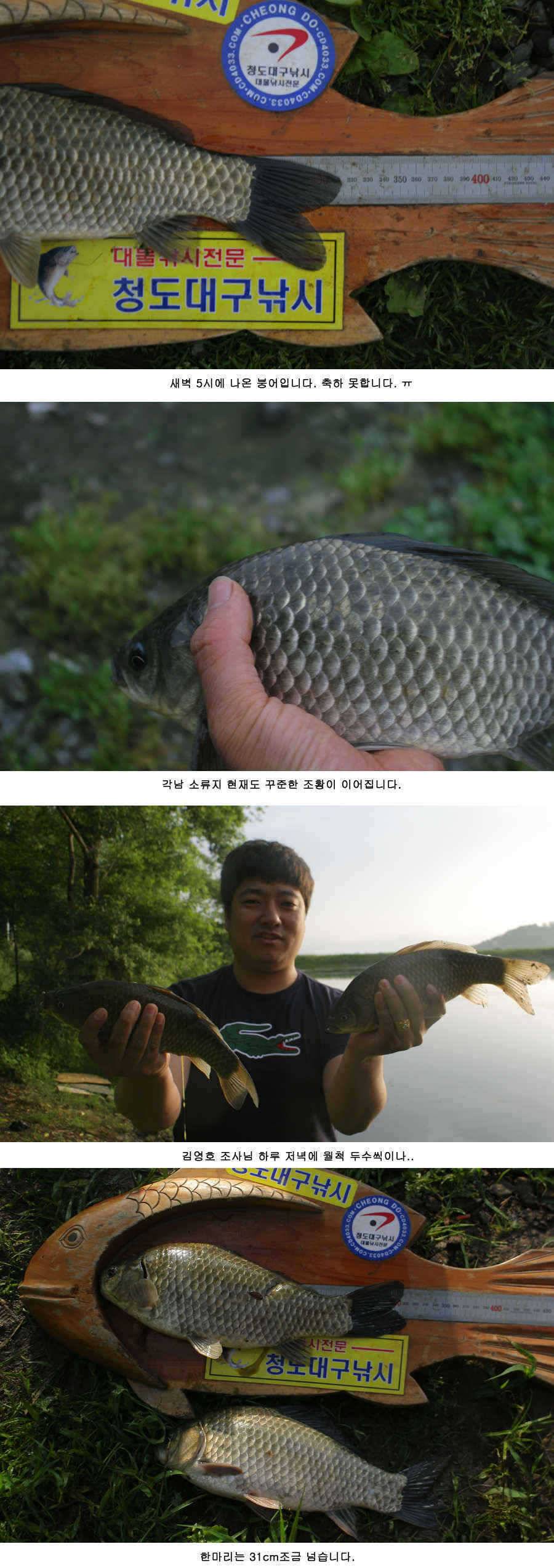 청도권 주중 조황 대박 (조황조행기 - 특파원조황)