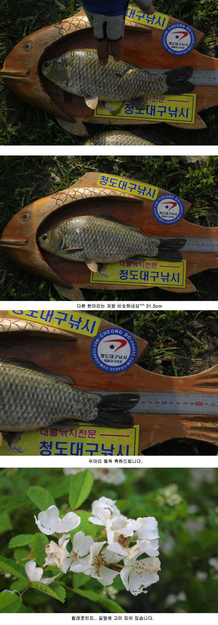청도권 주중 조황 대박 (조황조행기 - 특파원조황)