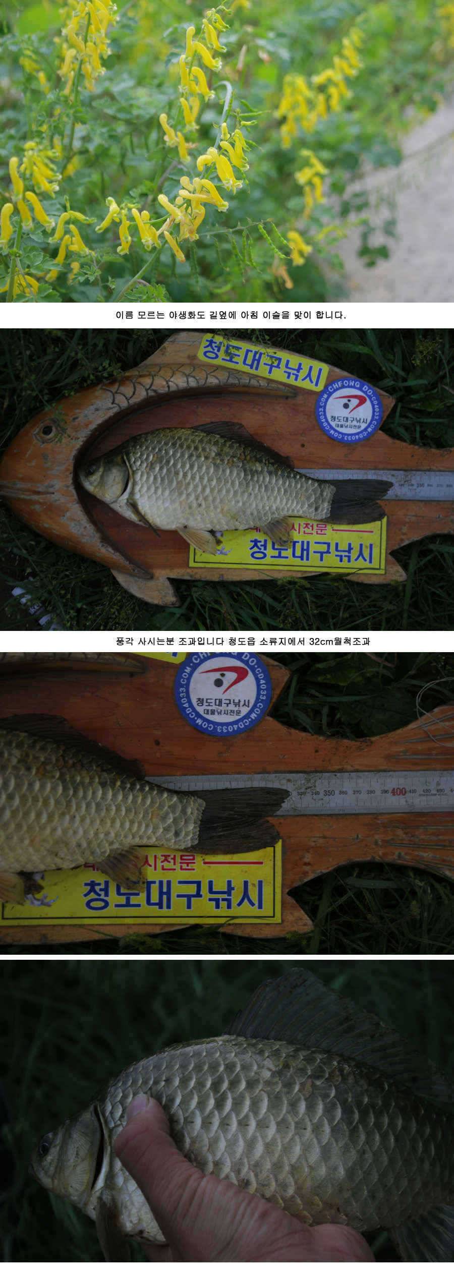 청도권 주중 조황 대박 (조황조행기 - 특파원조황)