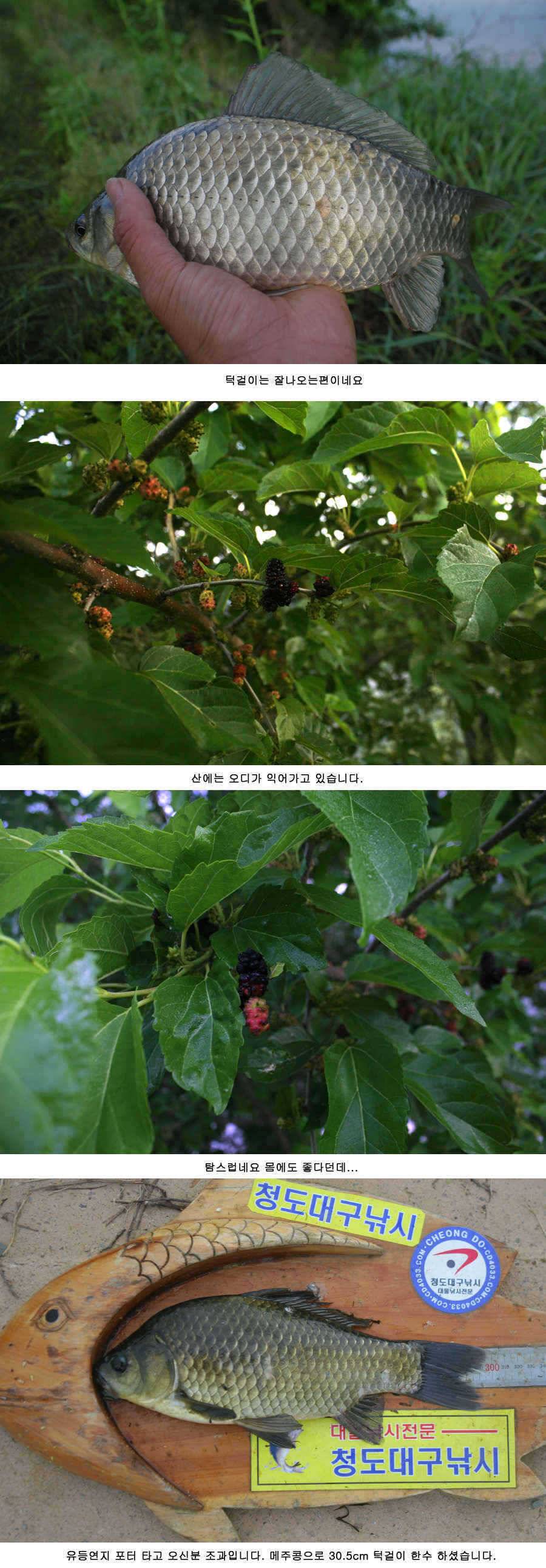 청도권 주중 조황 대박 (조황조행기 - 특파원조황)