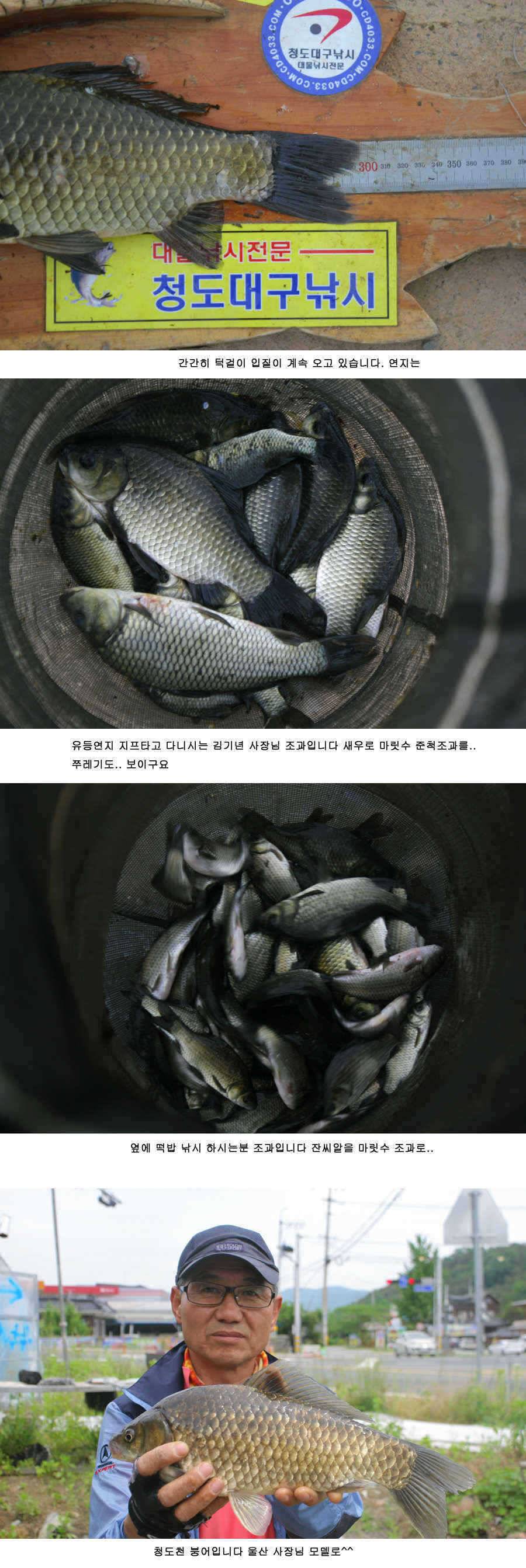 청도권 주중 조황 대박 (조황조행기 - 특파원조황)