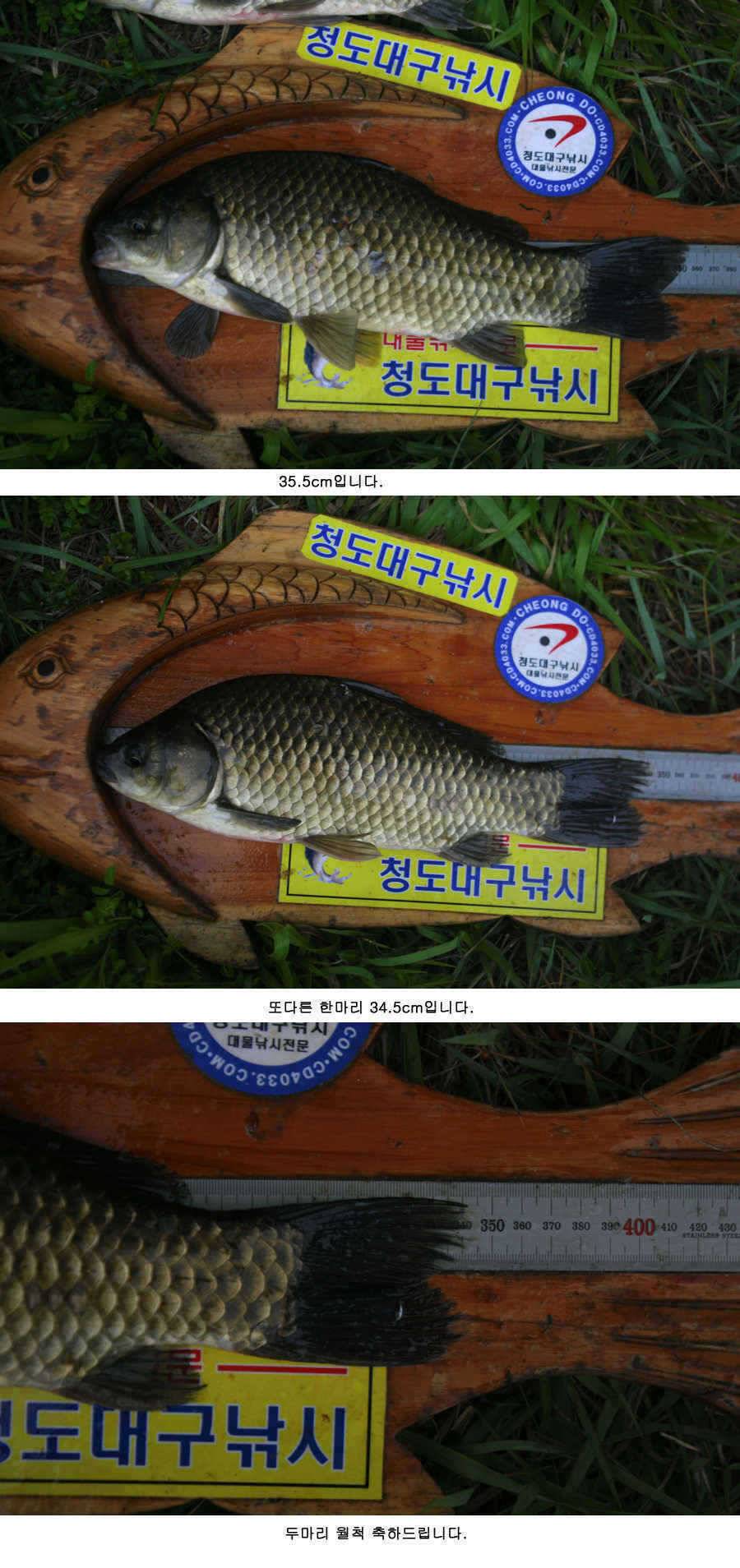 청도권 주중 조황 대박 (조황조행기 - 특파원조황)