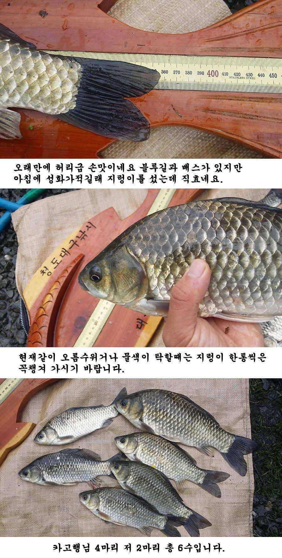 청도권 가을 시즌 빵빵 터집니다 (조황조행기 - 특파원조황)