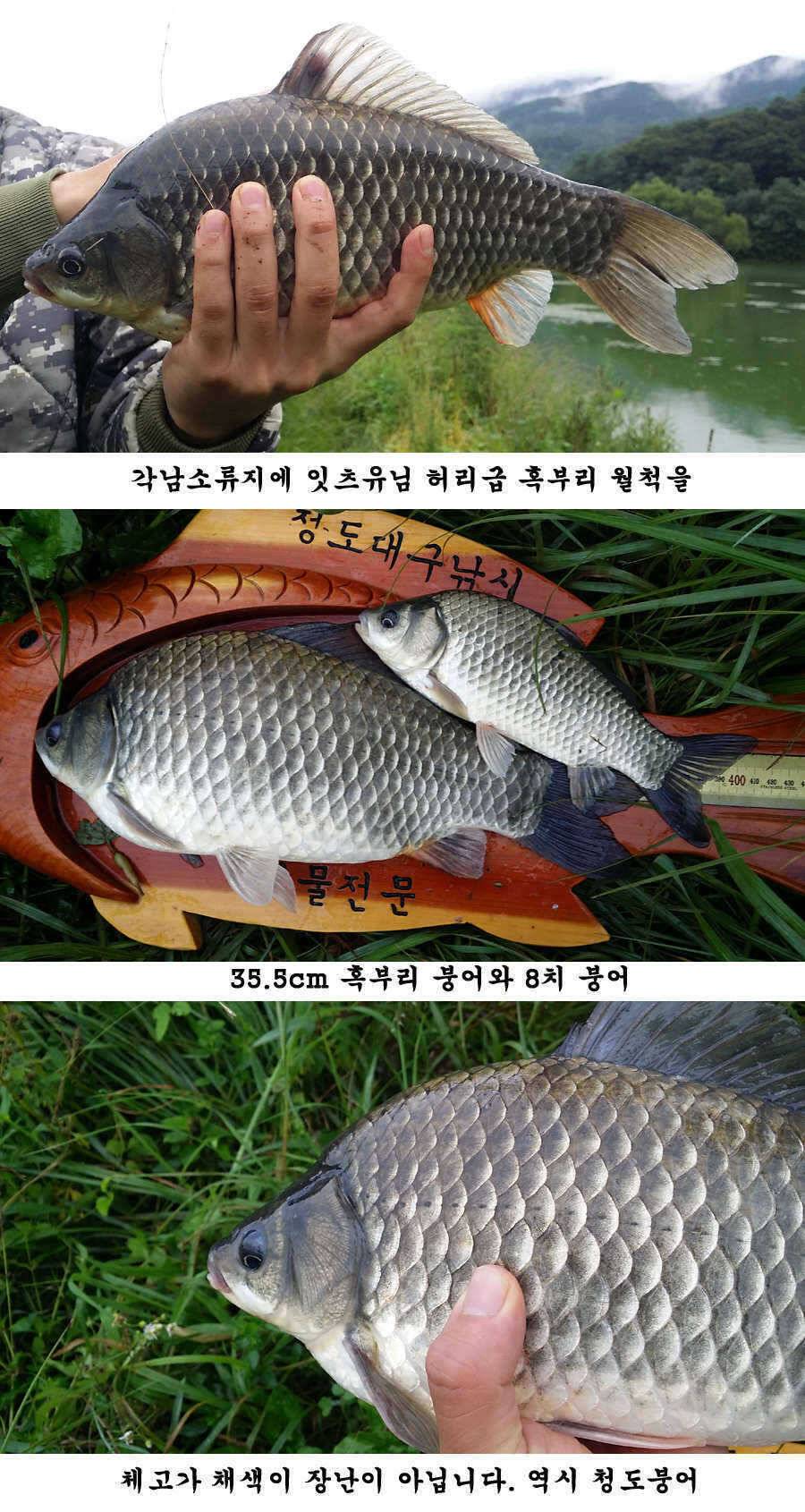 청도권 가을 시즌 빵빵 터집니다 (조황조행기 - 특파원조황)
