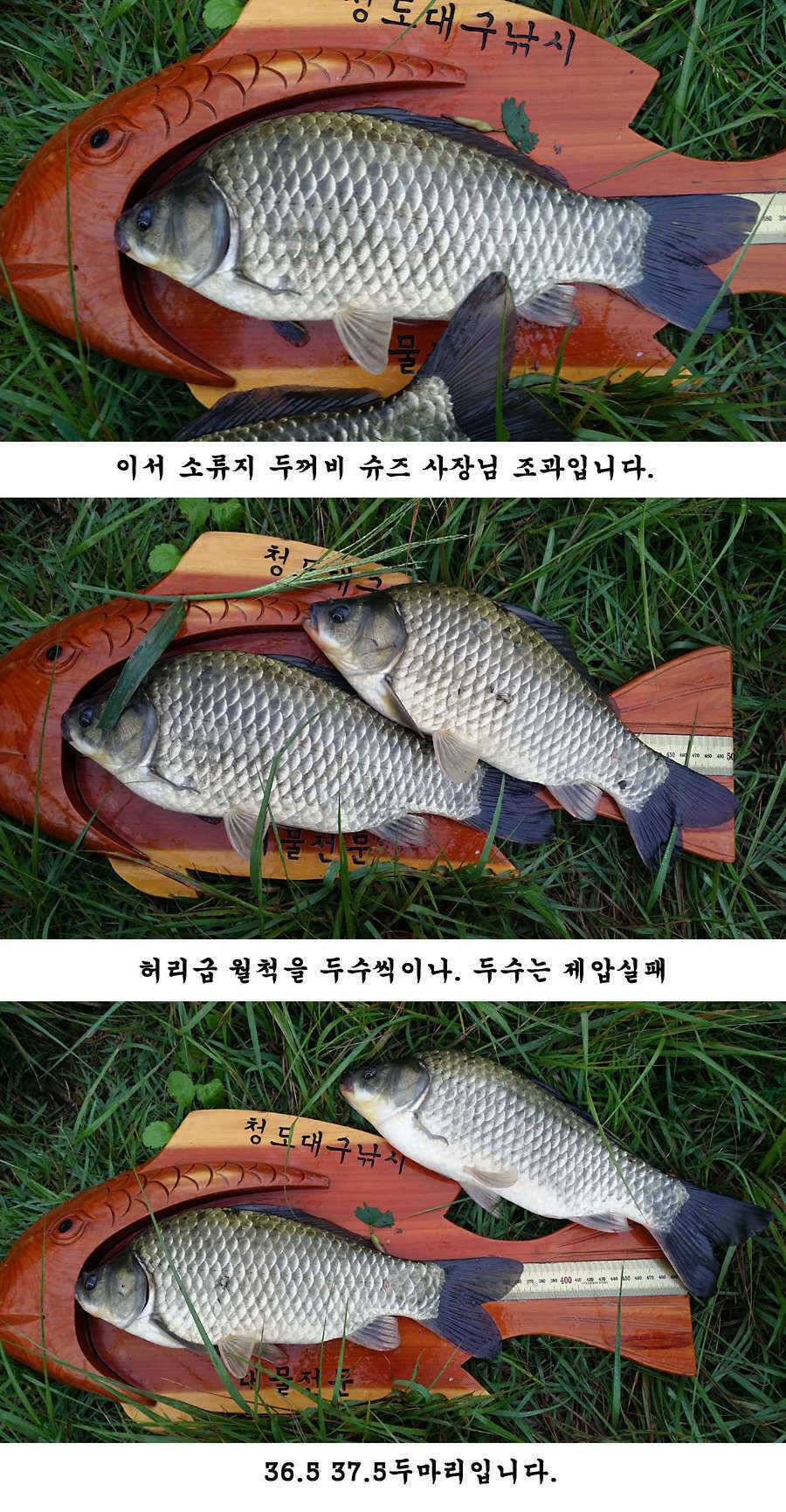 청도권 가을 시즌 빵빵 터집니다 (조황조행기 - 특파원조황)