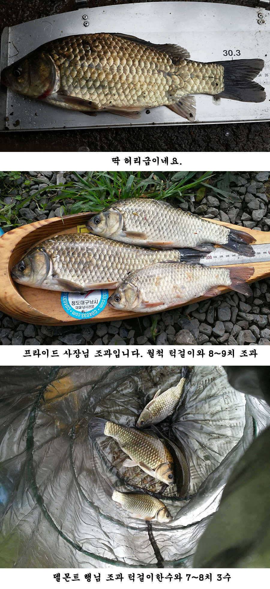 청도권 가을 시즌 빵빵 터집니다 (조황조행기 - 특파원조황)