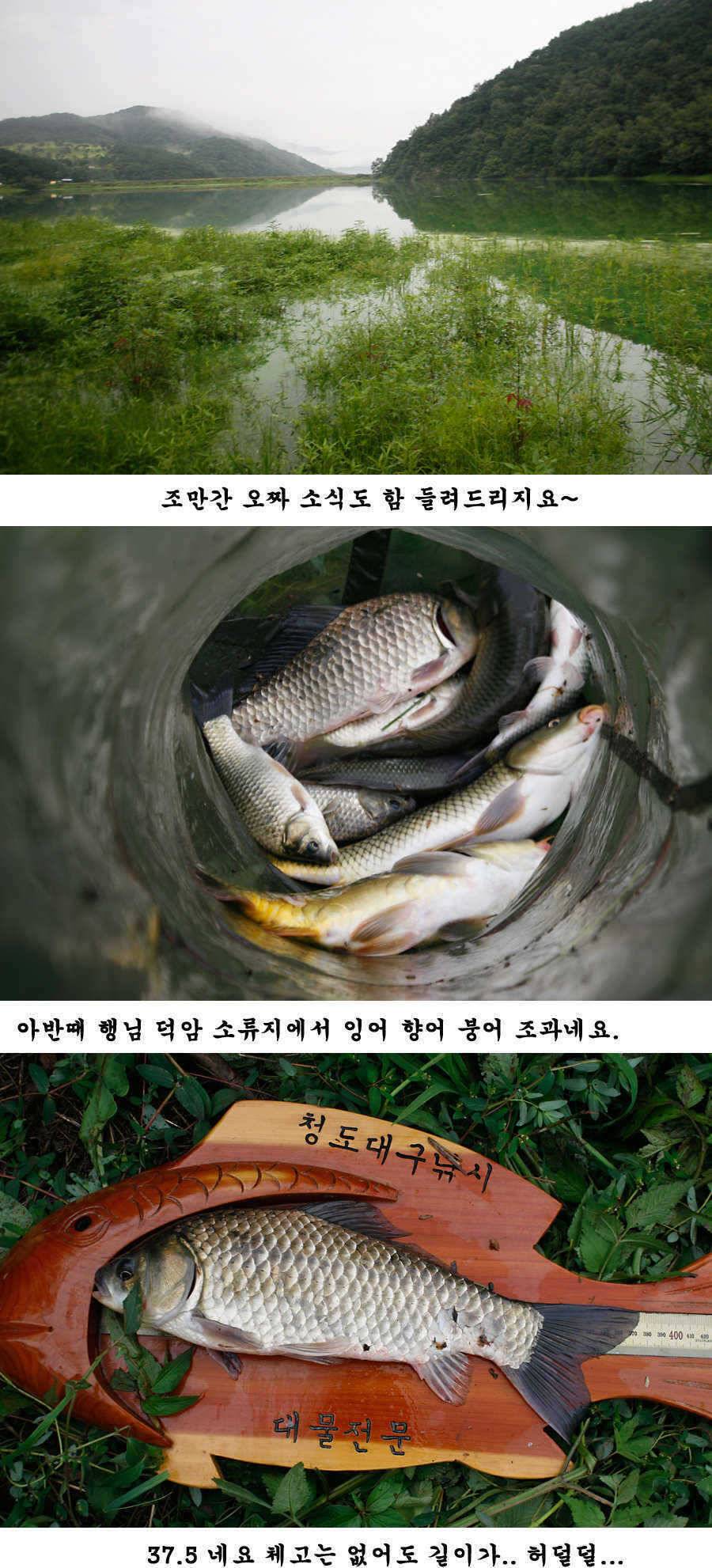 청도권 가을 시즌 빵빵 터집니다 (조황조행기 - 특파원조황)