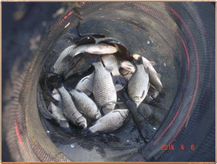 진위천 소식 (조황조행기 - 특파원조황)