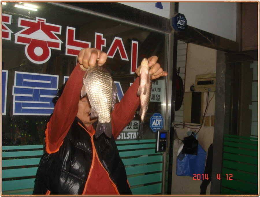 진위천 붕어 산란 중 (조황조행기 - 특파원조황)