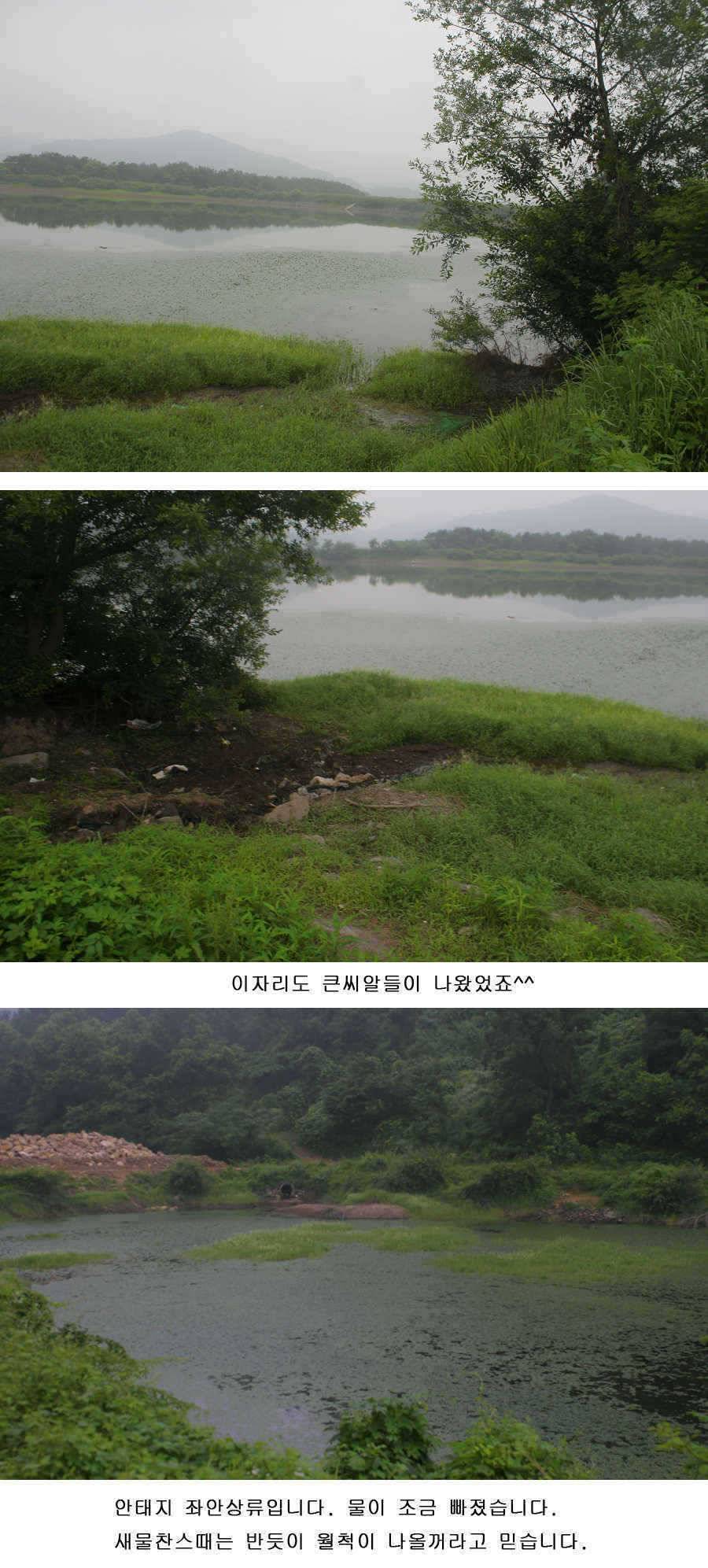 청도권 사짜 홍수 (조황조행기 - 특파원조황)