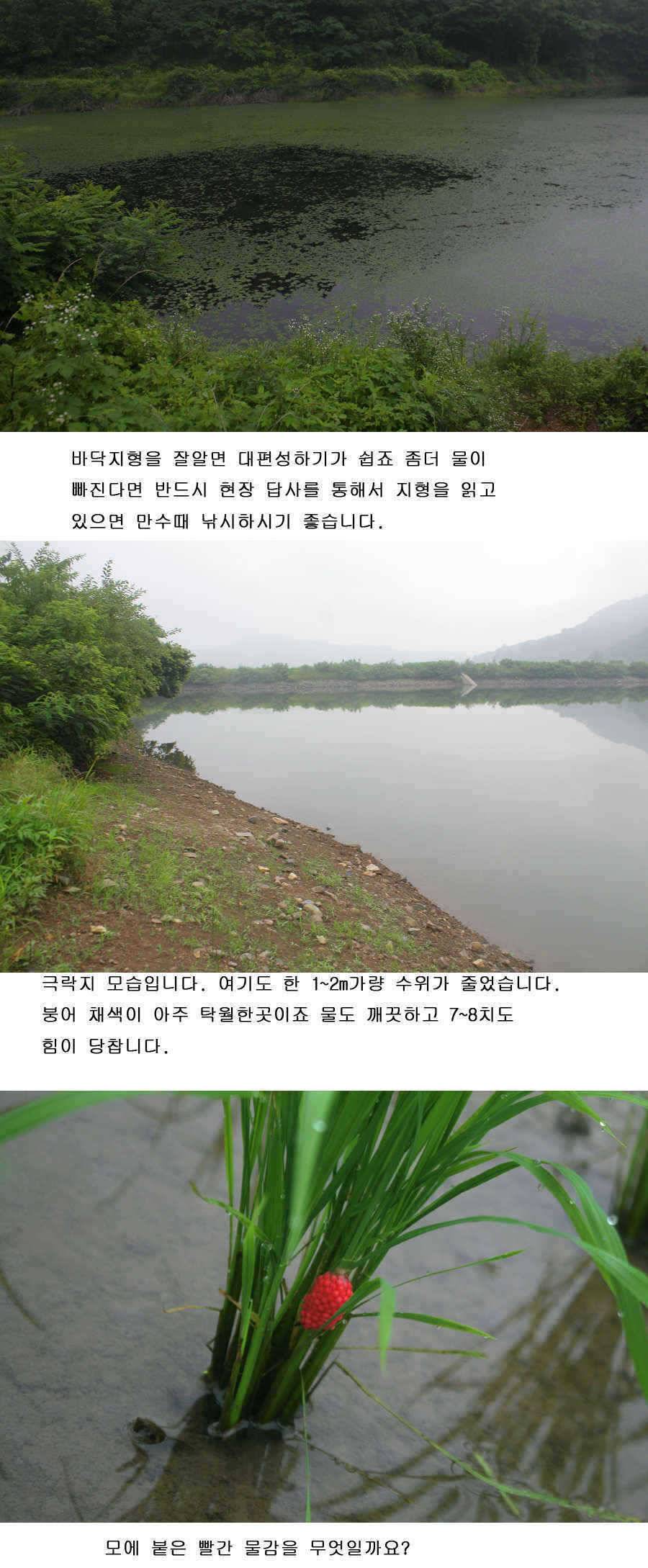 청도권 사짜 홍수 (조황조행기 - 특파원조황)
