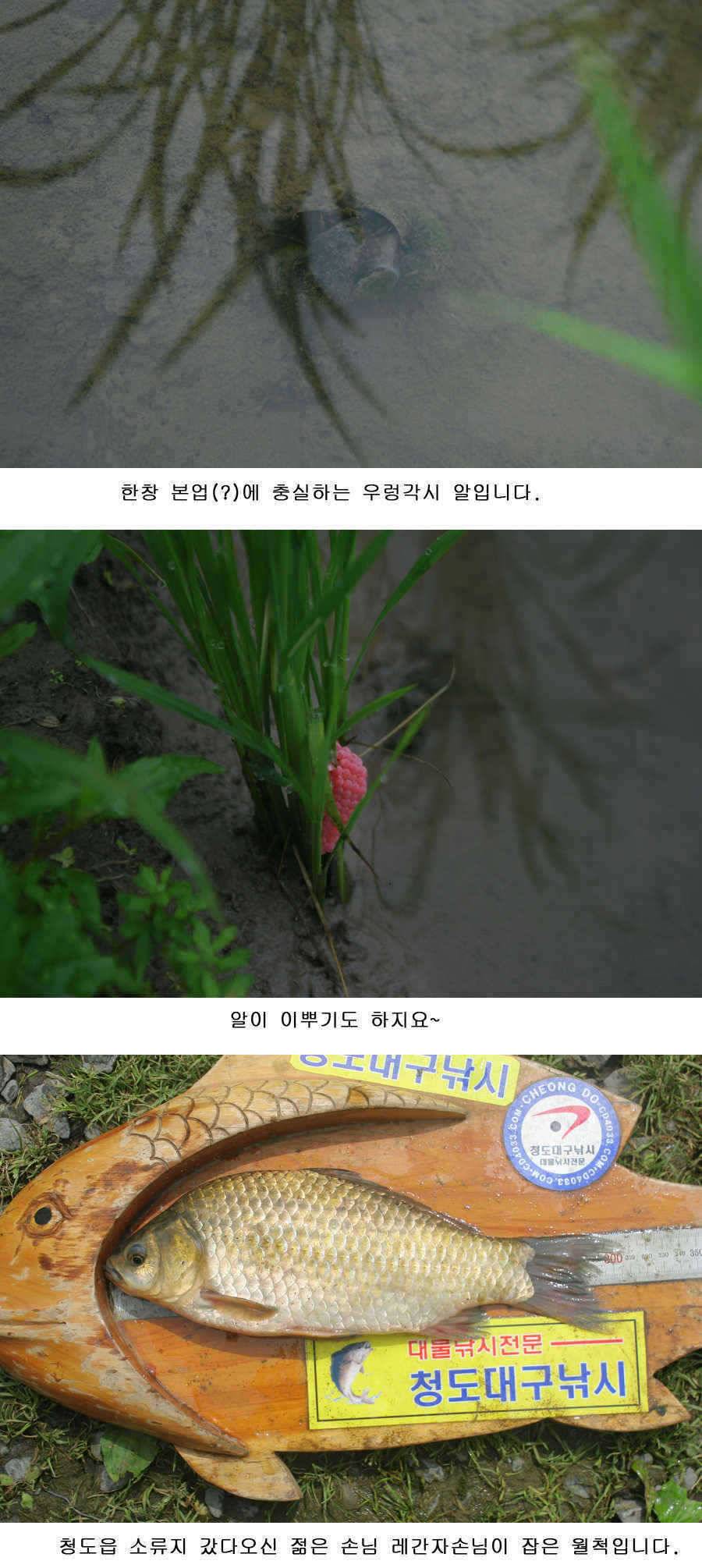 청도권 사짜 홍수 (조황조행기 - 특파원조황)
