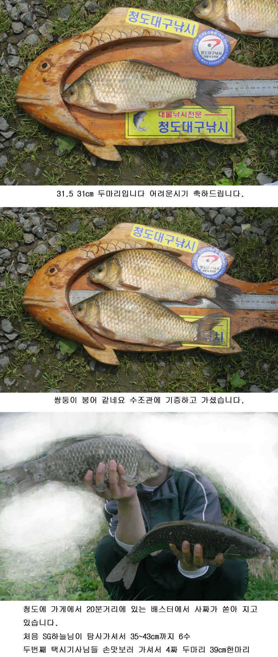 청도권 사짜 홍수 (조황조행기 - 특파원조황)