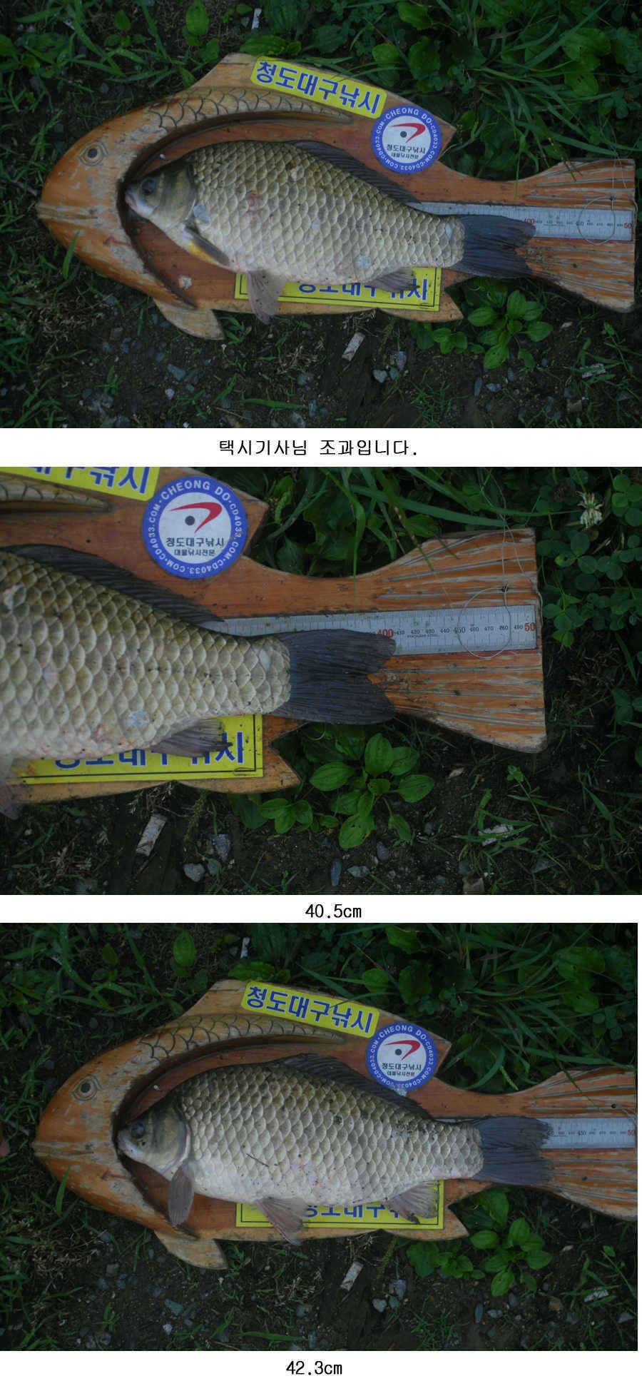 청도권 사짜 홍수 (조황조행기 - 특파원조황)