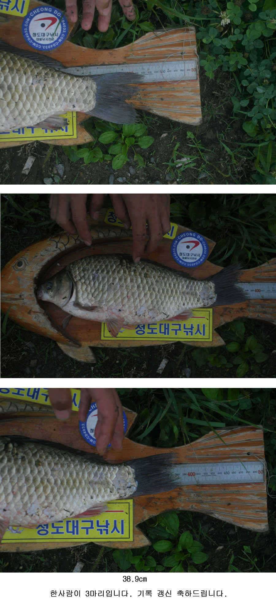 청도권 사짜 홍수 (조황조행기 - 특파원조황)