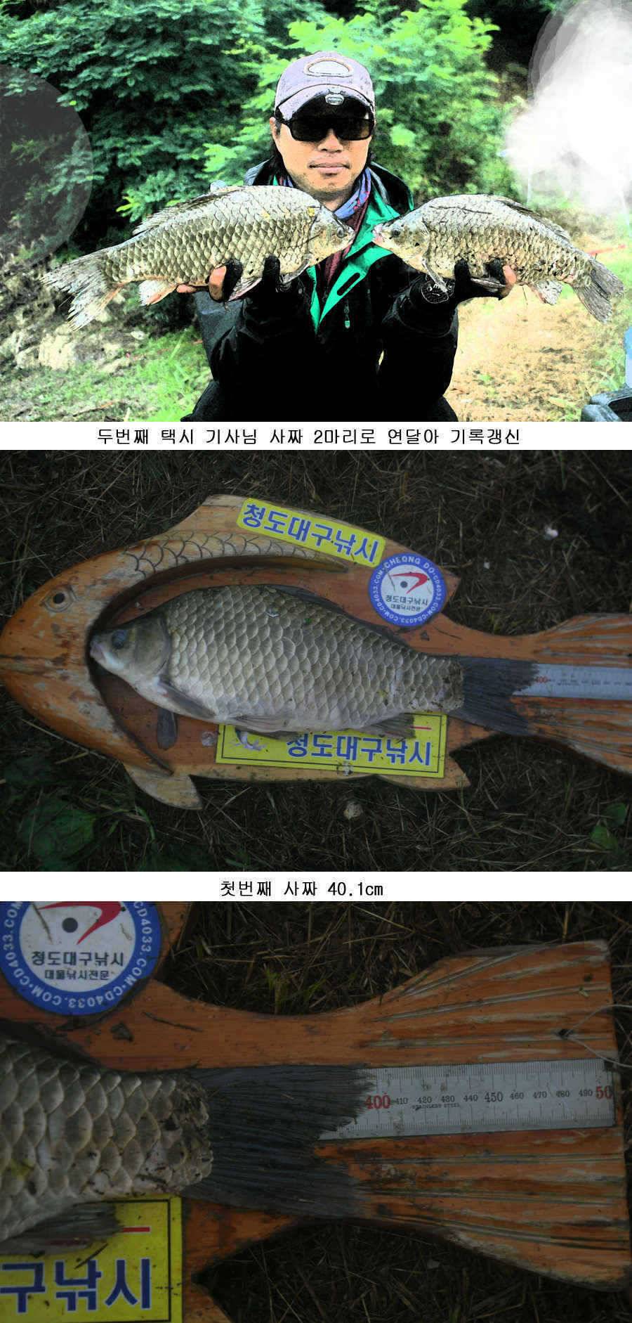 청도권 사짜 홍수 (조황조행기 - 특파원조황)