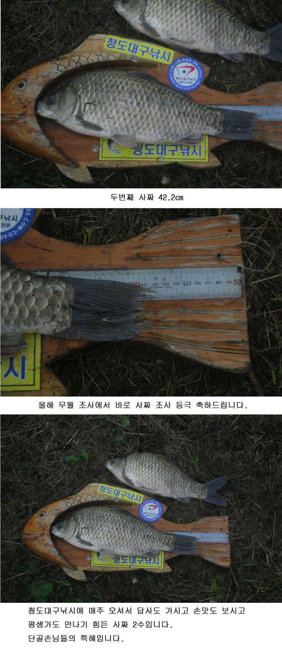 청도권 사짜 홍수 (조황조행기 - 특파원조황)