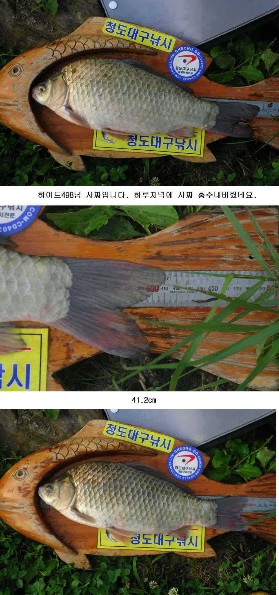 청도권 사짜 홍수 (조황조행기 - 특파원조황)