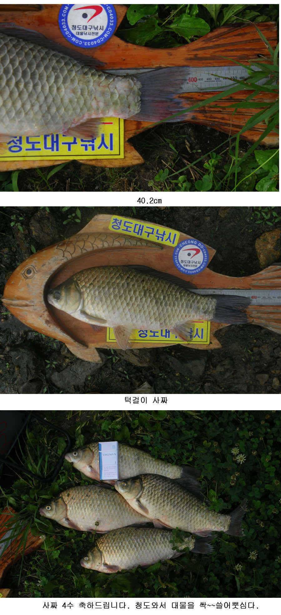청도권 사짜 홍수 (조황조행기 - 특파원조황)