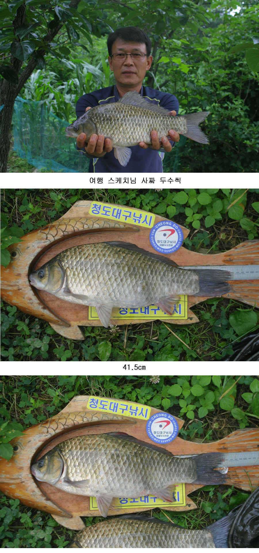 청도권 사짜 홍수 (조황조행기 - 특파원조황)