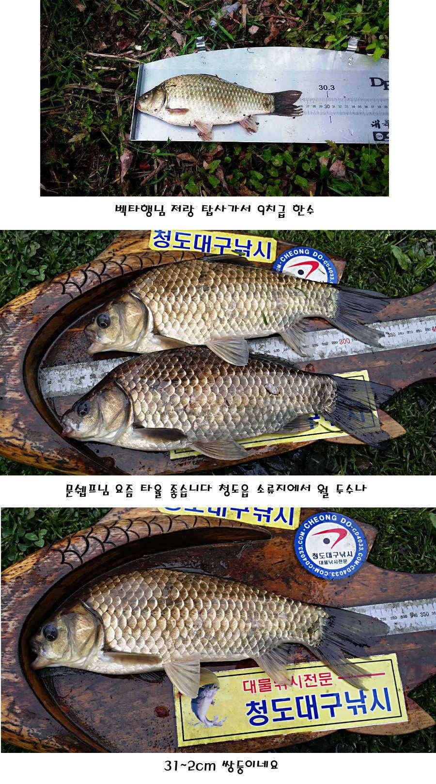 청도권 허리급에서 4짜까지 (조황조행기 - 특파원조황)