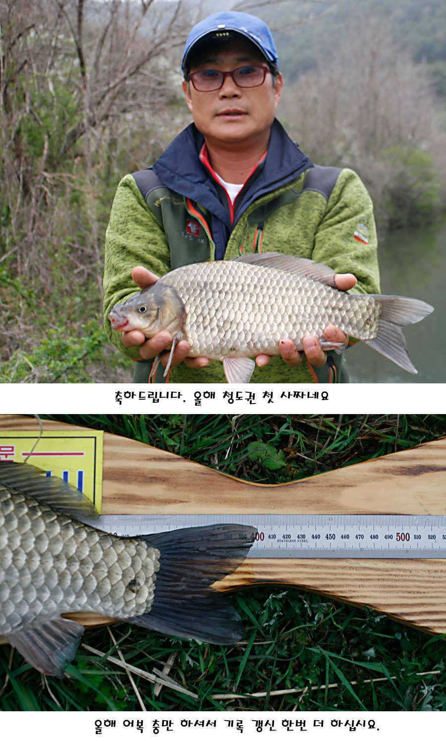 청도권 허리급에서 4짜까지 (조황조행기 - 특파원조황)