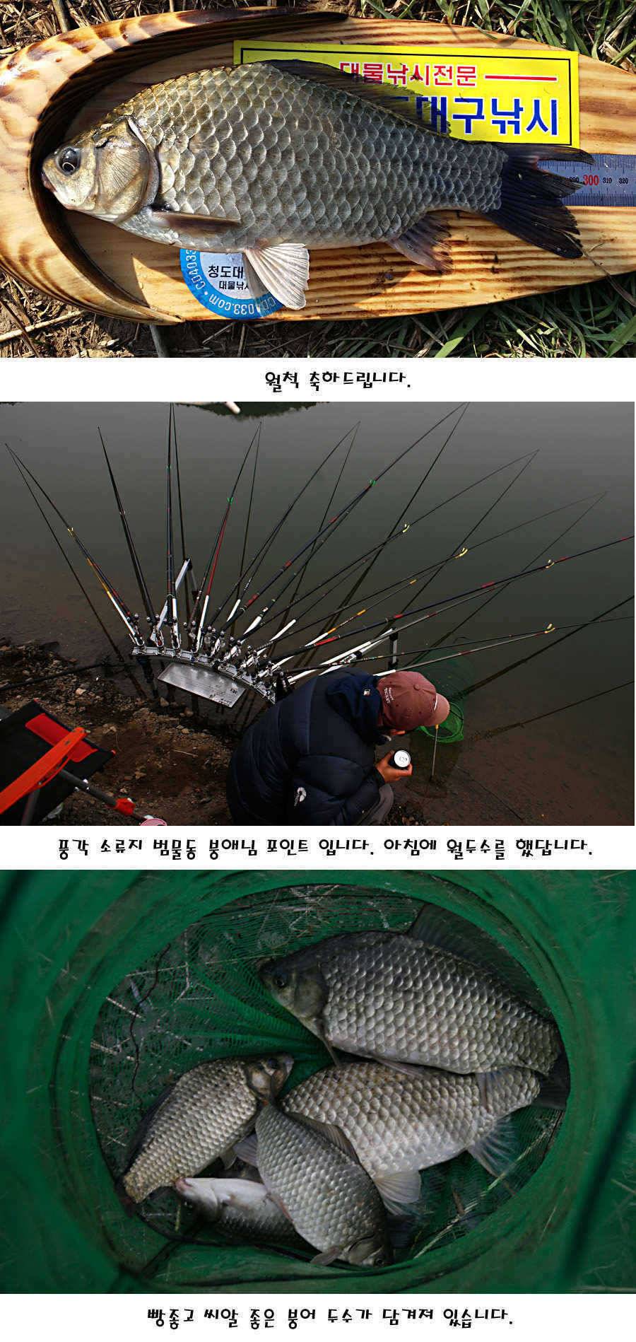 청도권 허리급에서 4짜까지 (조황조행기 - 특파원조황)