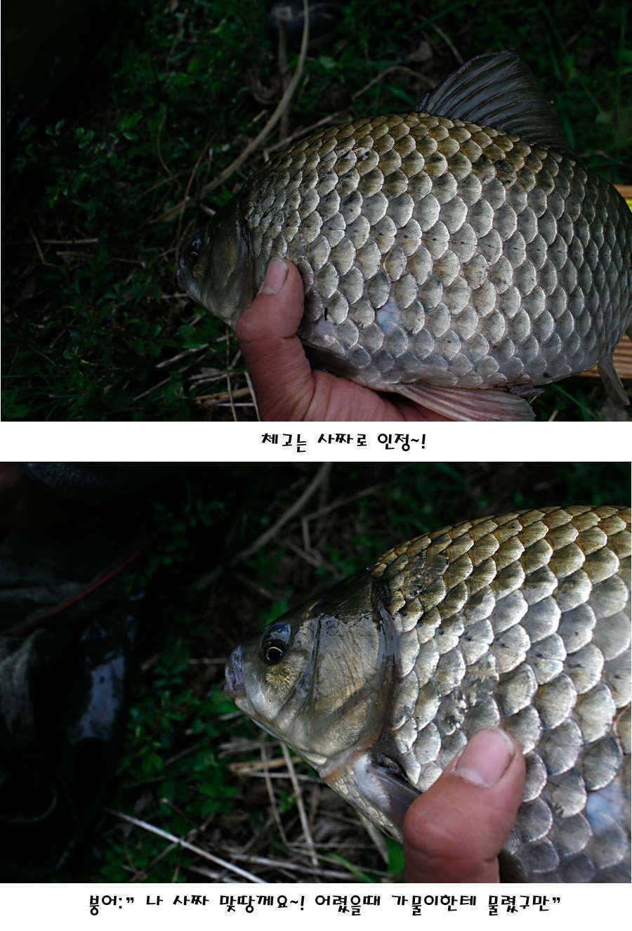청도권 허리급에서 4짜까지 (조황조행기 - 특파원조황)