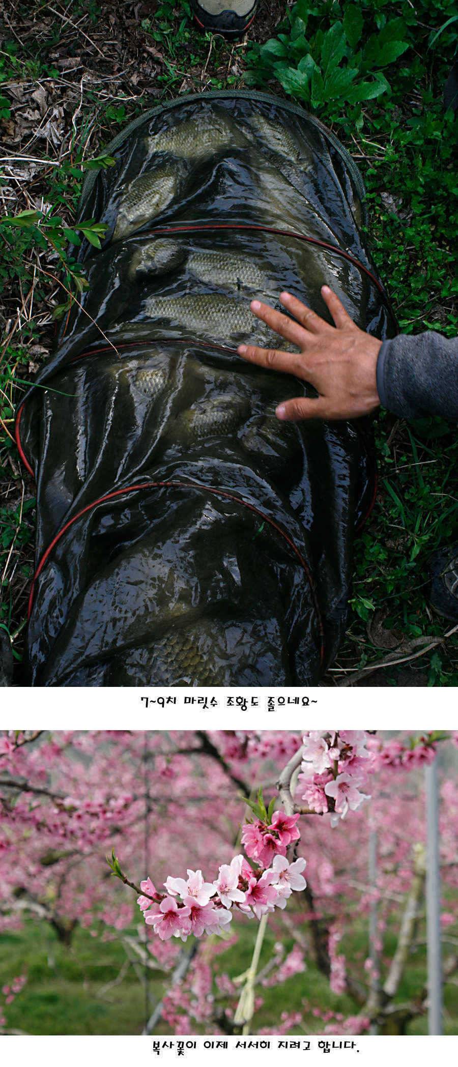 청도권 허리급에서 4짜까지 (조황조행기 - 특파원조황)