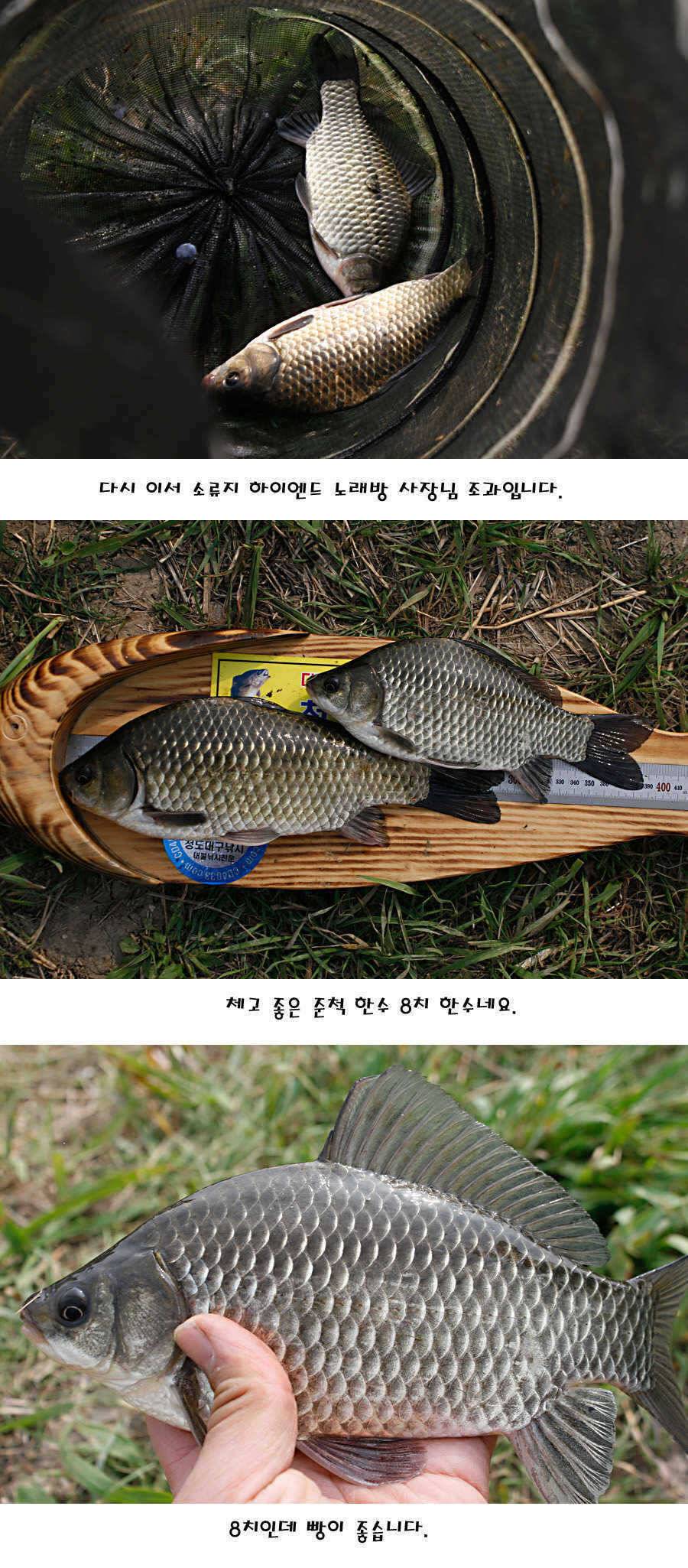 청도권 허리급에서 4짜까지 (조황조행기 - 특파원조황)