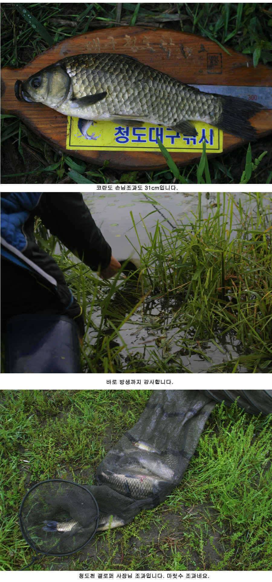 청도천 빵빵 터지고 있습니다 (조황조행기 - 특파원조황)