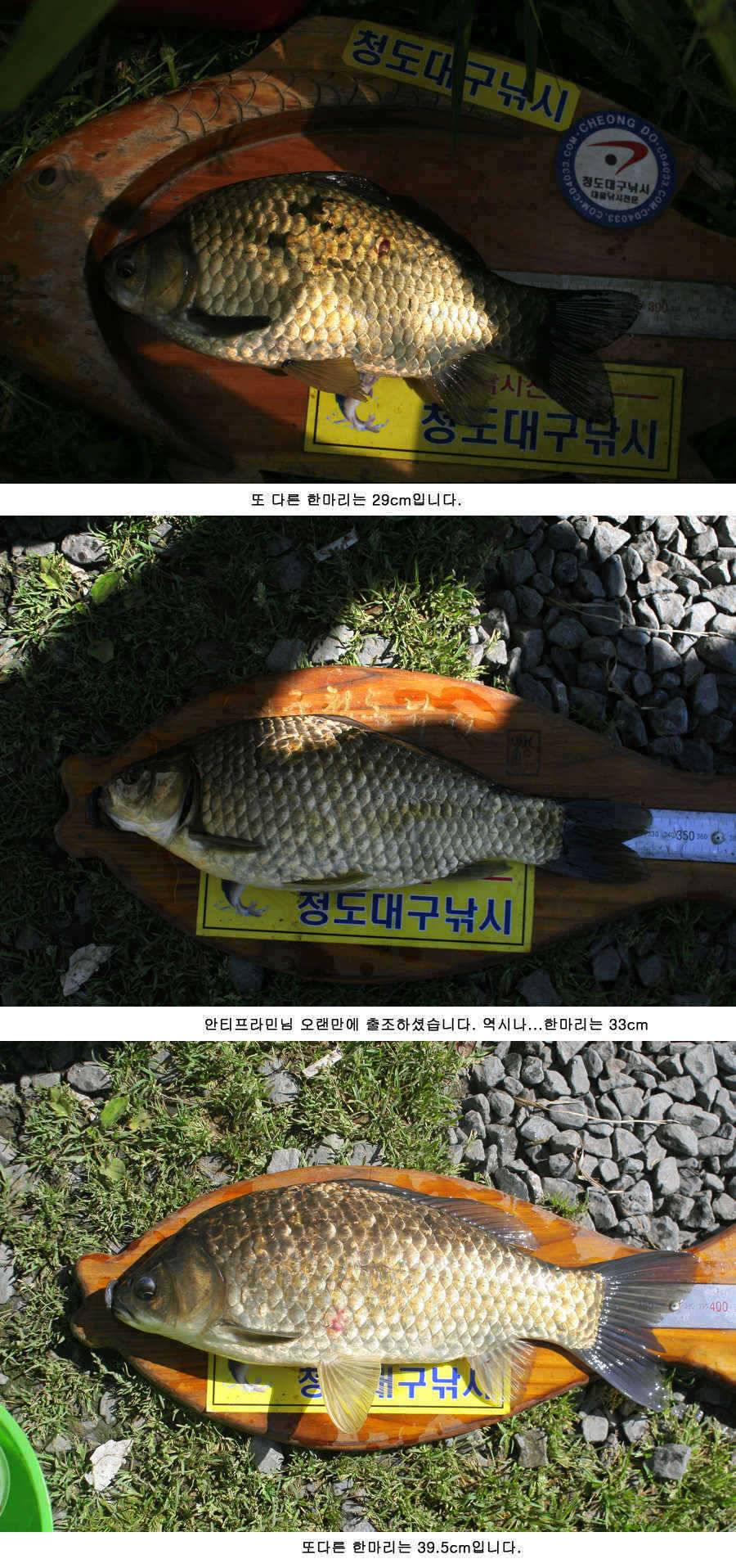 청도천 빵빵 터지고 있습니다 (조황조행기 - 특파원조황)