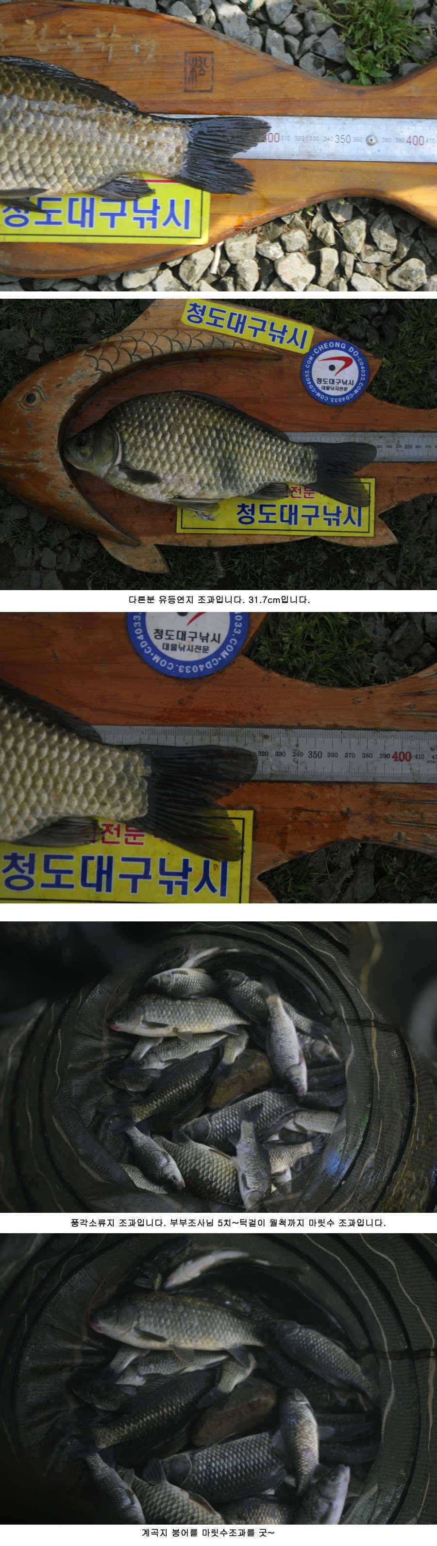 청도천 빵빵 터지고 있습니다 (조황조행기 - 특파원조황)