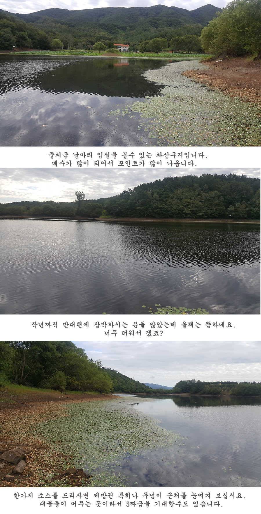 청도권 터지기 시작했습니다 (조황조행기 - 특파원조황)