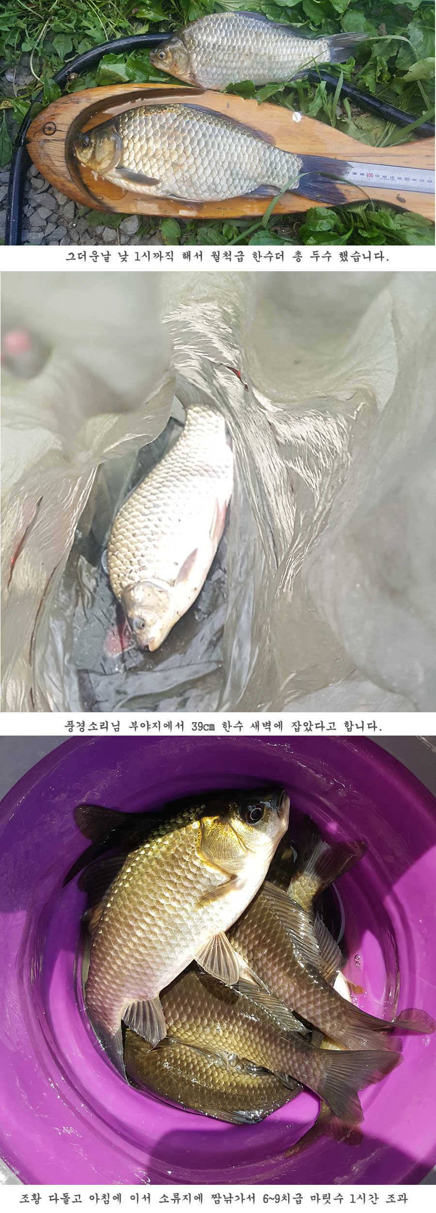 청도권 터지기 시작했습니다 (조황조행기 - 특파원조황)