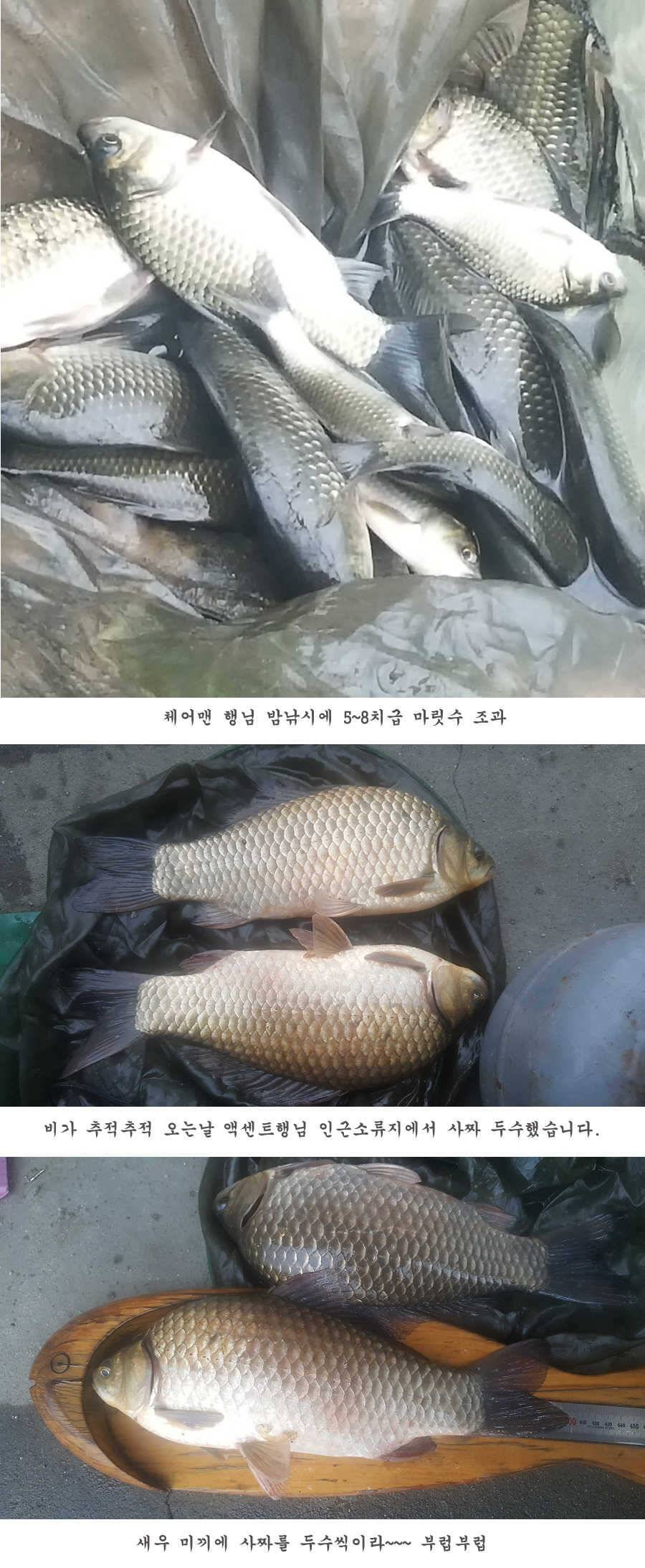 청도권 터지기 시작했습니다 (조황조행기 - 특파원조황)