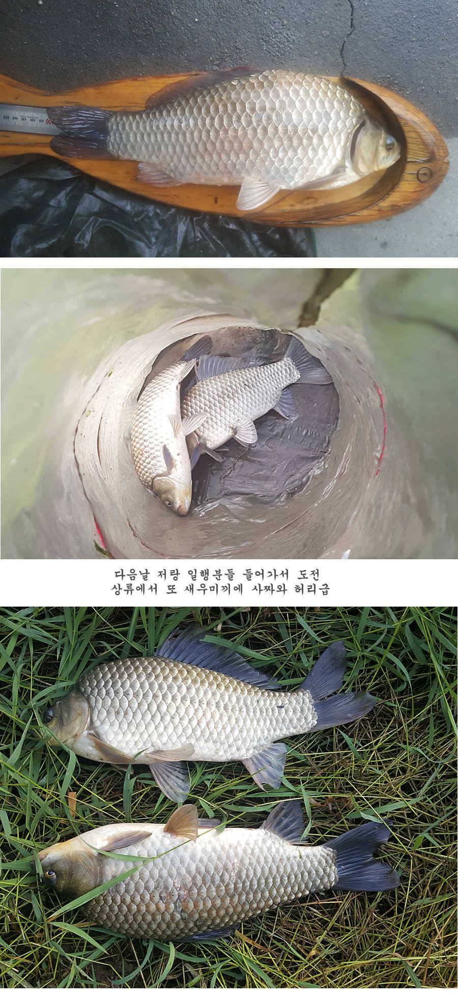청도권 터지기 시작했습니다 (조황조행기 - 특파원조황)