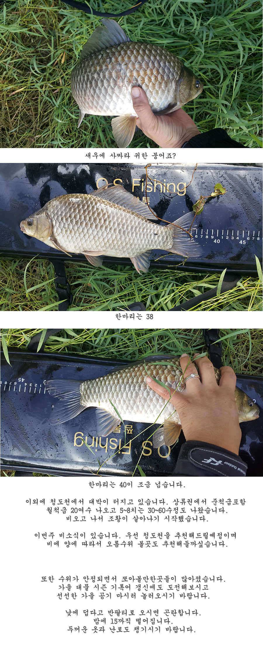 청도권 터지기 시작했습니다 (조황조행기 - 특파원조황)