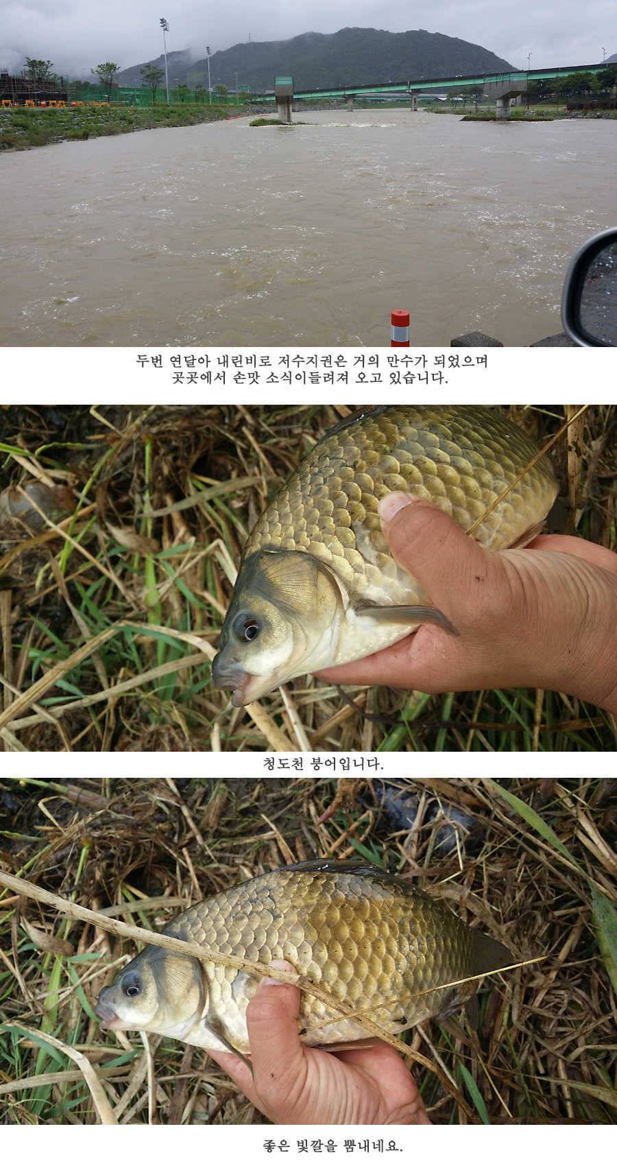 청도권 오름수위 빵빵터집니다 (조황조행기 - 특파원조황)