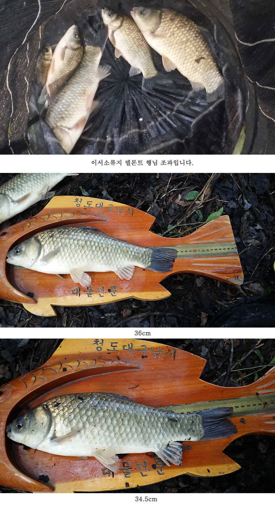청도권 오름수위 빵빵터집니다 (조황조행기 - 특파원조황)