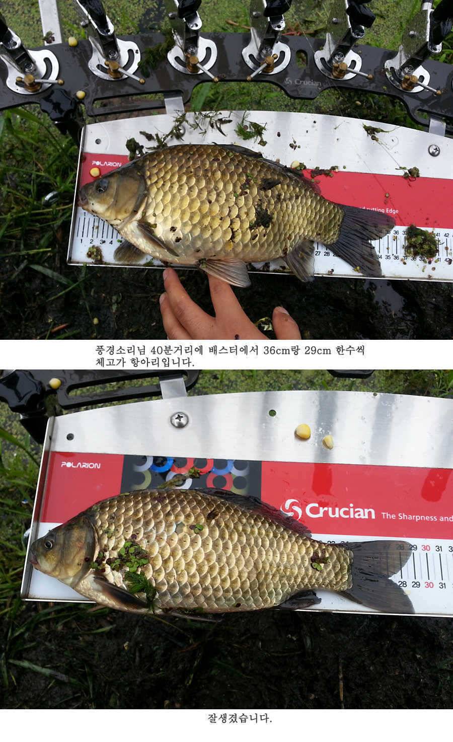 청도권 오름수위 빵빵터집니다 (조황조행기 - 특파원조황)